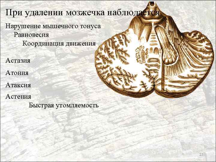 При удалении мозжечка наблюдается Нарушение мышечного тонуса Равновесия Координация движения Астазия Атония Атаксия Астения