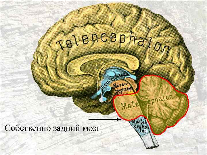 Собственно задний мозг 3 