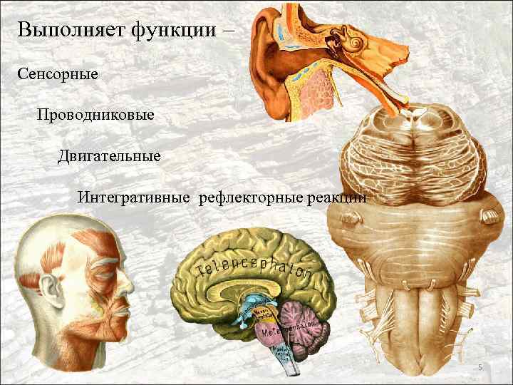 Выполняет функции – Сенсорные Проводниковые Двигательные Интегративные рефлекторные реакции 5 