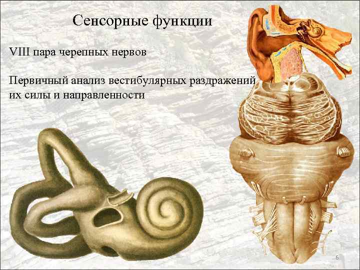 Сенсорные функции VIII пара черепных нервов Первичный анализ вестибулярных раздражений, их силы и направленности
