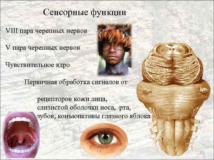 Сенсорные функции VIII пара черепных нервов V пара черепных нервов Чувствительное ядро Первичная обработка