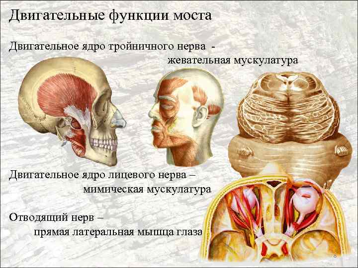 Двигательные функции моста Двигательное ядро тройничного нерва жевательная мускулатура Двигательное ядро лицевого нерва –