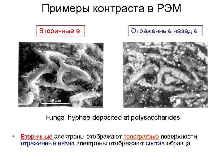 Примеры контраста в РЭМ Вторичные e– Отраженные назад e– Fungal hyphae deposited at polysaccharides