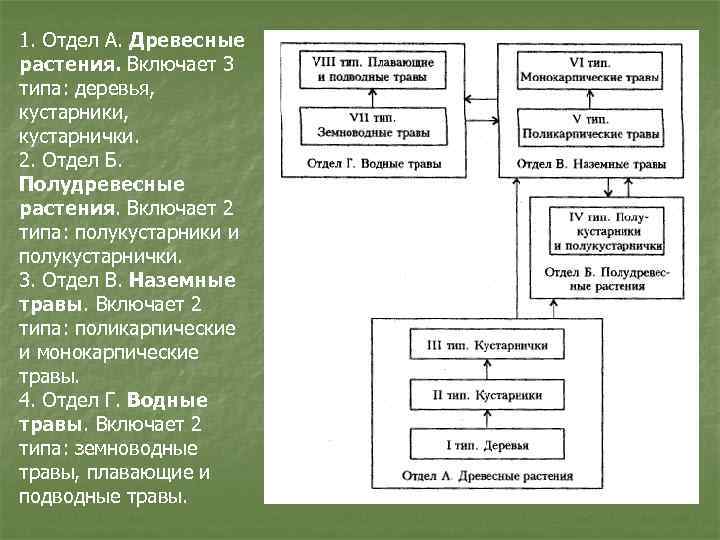 1. Отдел А. Древесные растения. Включает 3 типа: деревья, кустарники, кустарнички. 2. Отдел Б.