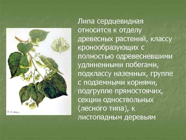 Липа сердцевидная относится к отделу древесных растений, классу кронообразующих с полностью одревесневшими удлиненными побегами,