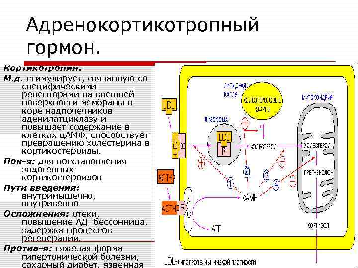 Адренокортикотропный гормон. Кортикотропин. М. д. стимулирует, связанную со специфическими рецепторами на внешней поверхности мембраны