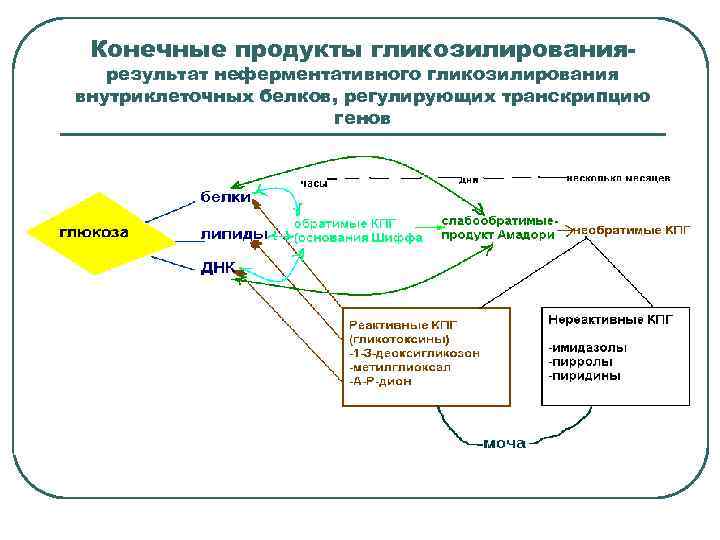 Конечные продукты гликозилирования- результат неферментативного гликозилирования внутриклеточных белков, регулирующих транскрипцию генов 