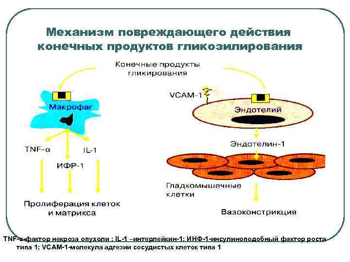 Механизм повреждающего действия конечных продуктов гликозилирования TNF-α-фактор некроза опухоли ; IL-1 –интерлейкин-1; ИНФ-1 -инсулиноподобный