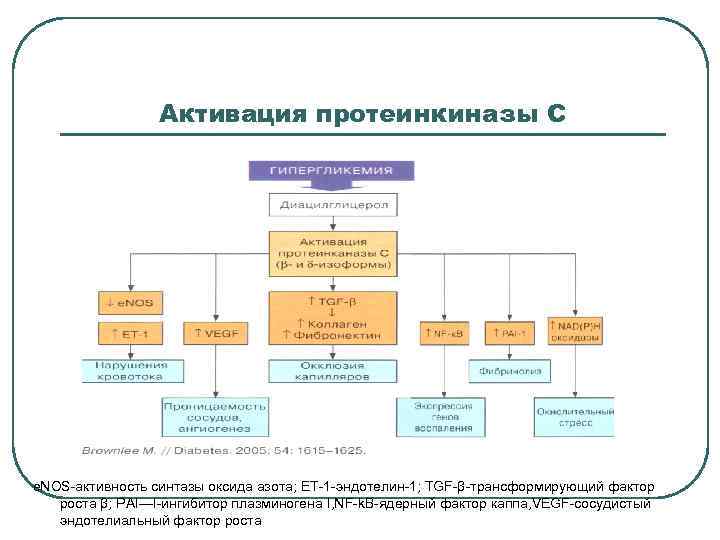 Активация протеинкиназы С e. NOS-активность синтазы оксида азота; ET-1 -эндотелин-1; TGF-β-трансформирующий фактор роста β;