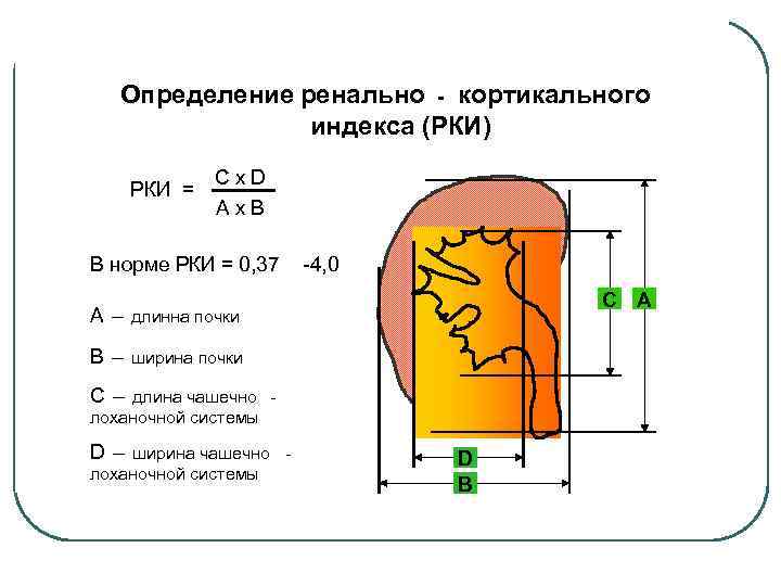 Определение ренально - кортикального индекса (РКИ) РКИ = C x D A x B