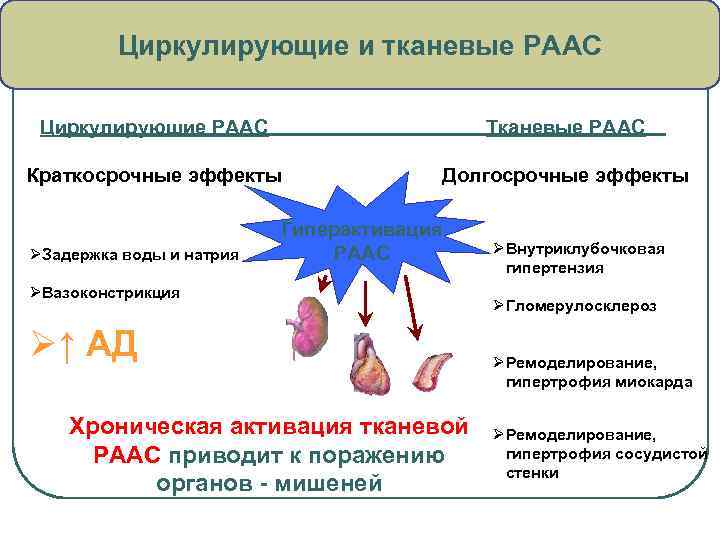 Циркулирующие и тканевые РААС Циркулирующие РААС Тканевые РААС Краткосрочные эффекты Долгосрочные эффекты ØЗадержка воды