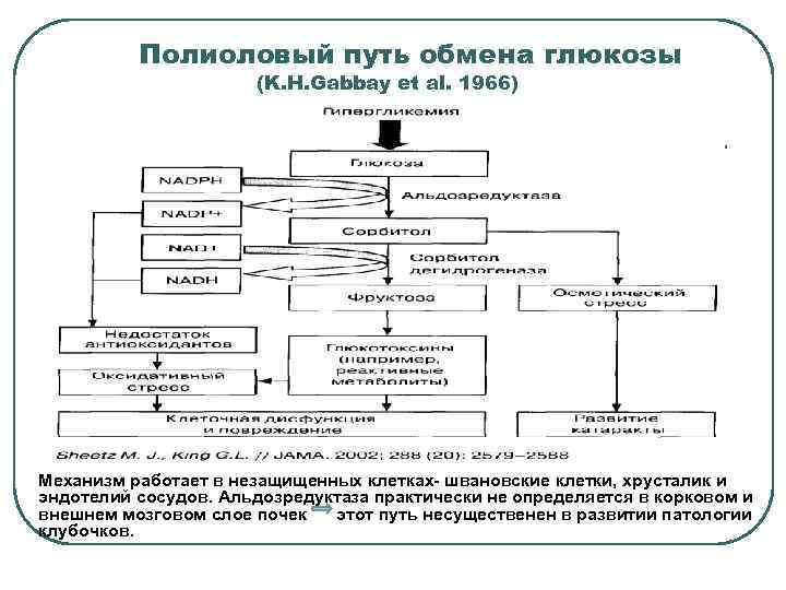 Путем обмена. Полиоловый путь превращения Глюкозы. Сорбитоловый путь метаболизма Глюкозы. Полиоловый путь окисления Глюкозы. Активация полиолового пути.