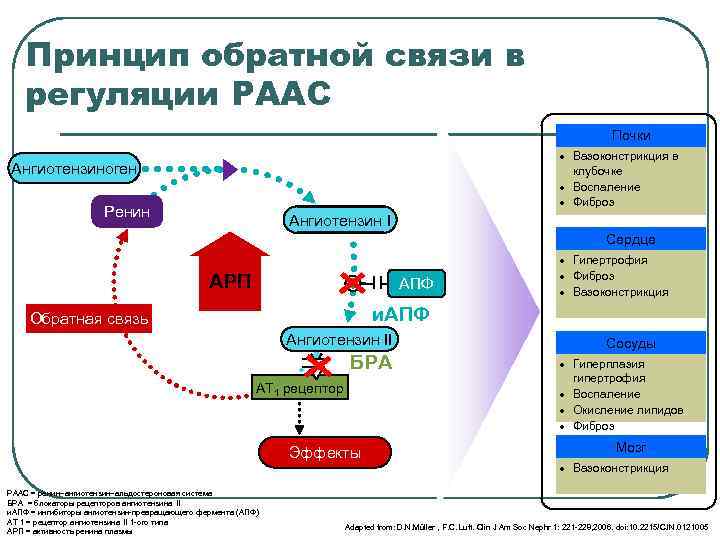 Принцип обратной связи в регуляции РААС Почки · Вазоконстрикция в клубочке · Воспаление ·