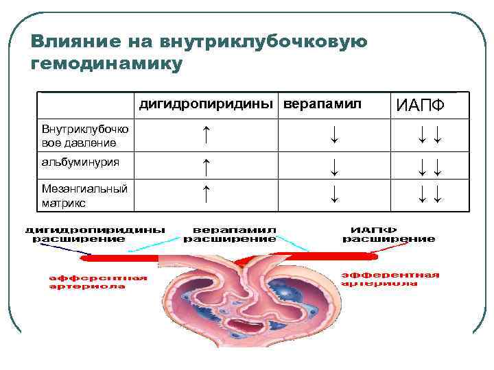 Влияние на внутриклубочковую гемодинамику дигидропиридины верапамил ИАПФ Внутриклубочко вое давление ↑ ↓ ↓↓ альбуминурия