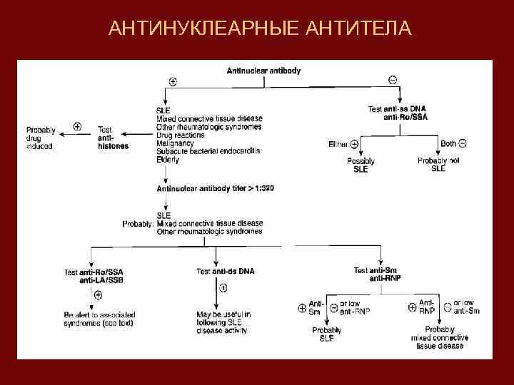 АНТИНУКЛЕАРНЫЕ АНТИТЕЛА 