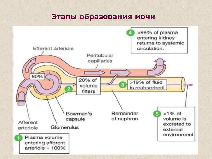 Стадия диуреза. Этапы образования мочи схема. Этапы фазы образования мочи. Стадии образования мочи. Процесс образования мочи кратко.