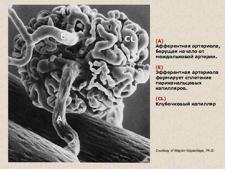 Е CL (А) Афферентная артериола, берущая начало от междольковой артерии. (Е) Эфферентная артериола формирует