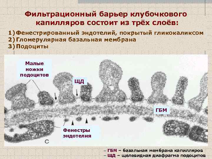 Фильтрационный барьер клубочкового капилляров состоит из трёх слоёв: 1) Фенестрированный эндотелий, покрытый гликокаликсом 2)