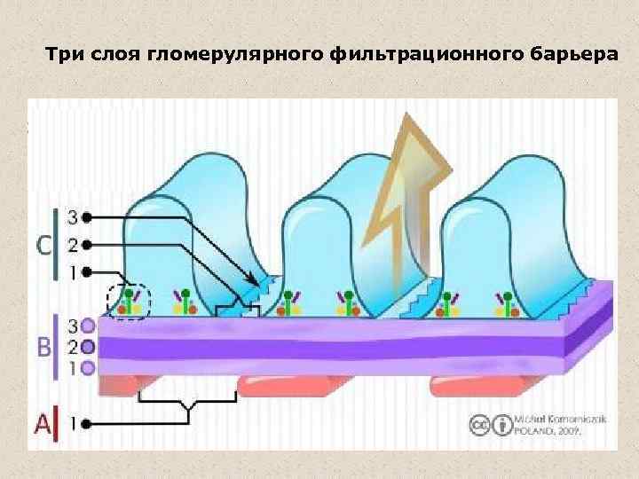 Три слоя гломерулярного фильтрационного барьера 