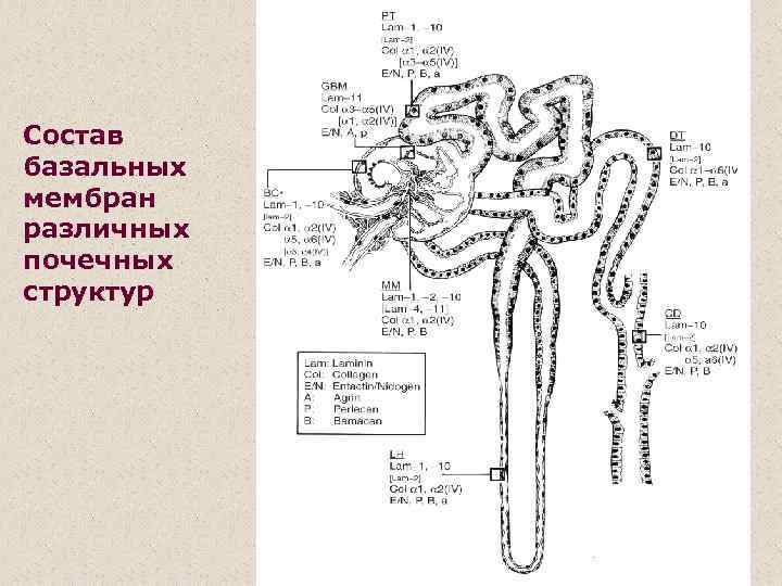 Состав базальных мембран различных почечных структур 