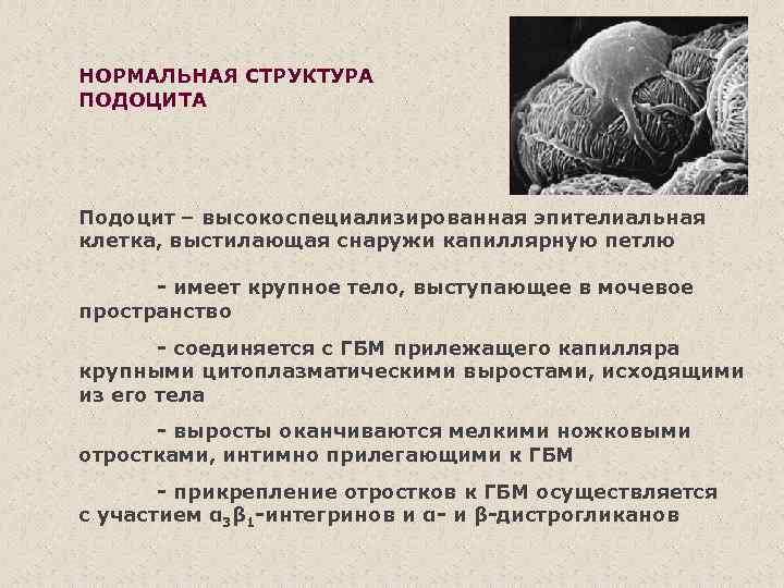 НОРМАЛЬНАЯ СТРУКТУРА ПОДОЦИТА Подоцит – высокоспециализированная эпителиальная клетка, выстилающая снаружи капиллярную петлю - имеет