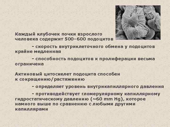 Каждый клубочек почки взрослого человека содержит 500– 600 подоцитов - скорость внутриклеточного обмена у