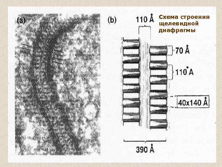Схема строения щелевидной диафрагмы 