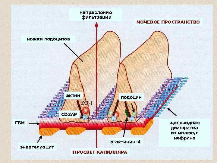 направление фильтрации МОЧЕВОЕ ПРОСТРАНСТВО ножки подоцитов актин подоцин CD 2 AP ГБМ эндотелиоцит -актинин-4