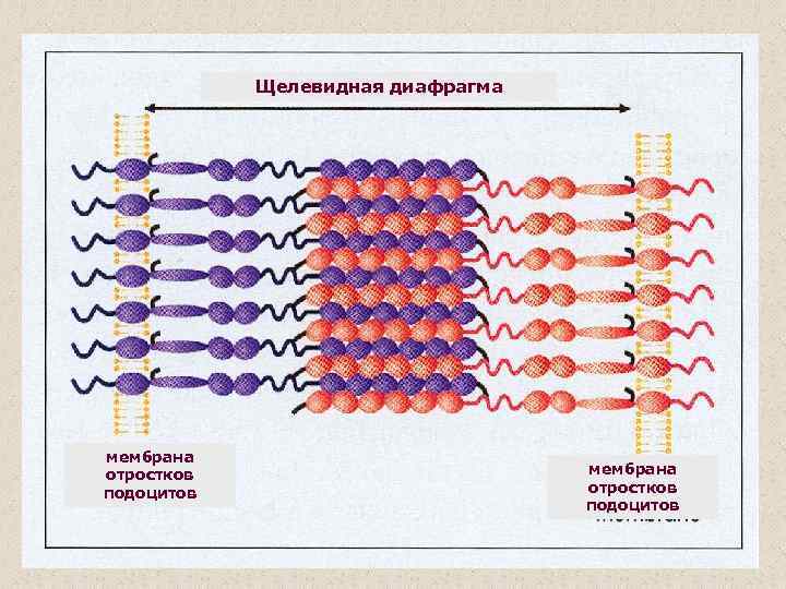 Щелевидная диафрагма мембрана отростков подоцитов 