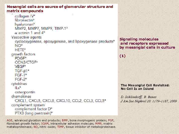 Mesangial cells are source of glomerular structure and matrix compounds Signaling molecules and receptors