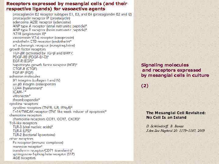 Receptors expressed by mesangial cells (and their respective ligands) for vasoactive agents Signaling molecules