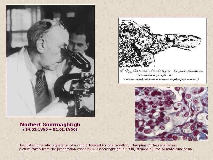 Norbert Goormaghtigh (14. 02. 1890 – 02. 01. 1960) The juxtaglomerular apparatus of a