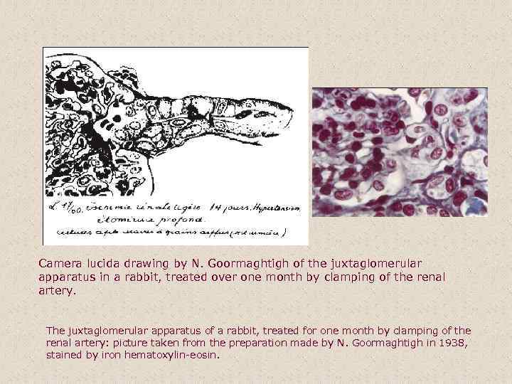 Camera lucida drawing by N. Goormaghtigh of the juxtaglomerular apparatus in a rabbit, treated