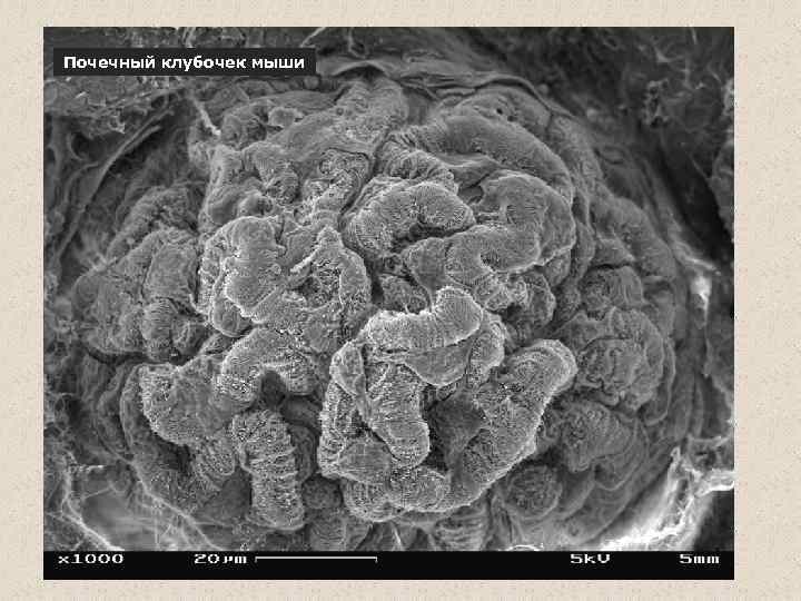 Почечный клубочек мыши 