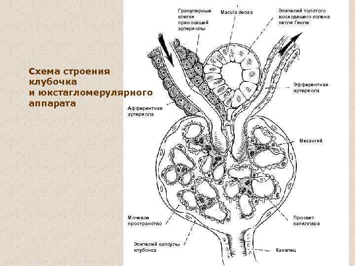 Гранулярные клетки приносящей артериолы Схема строения клубочка и юкстагломерулярного аппарата Афферентная Macula densa Эпителий