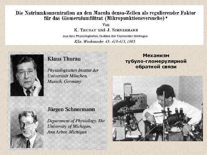 Klin. Wochenschr. 43: 410 -413, 1965 Механизм тубуло-гломерулярной обратной связи 