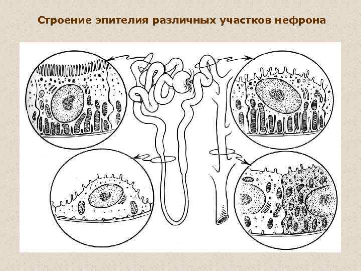 Строение эпителия различных участков нефрона 