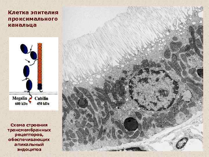 Клетка эпителия проксимального канальца Схема строения трансмембранных рецепторов, обеспечивающих апикальный эндоцитоз 