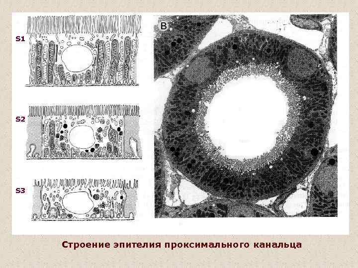 S 1 S 2 S 3 Строение эпителия проксимального канальца 