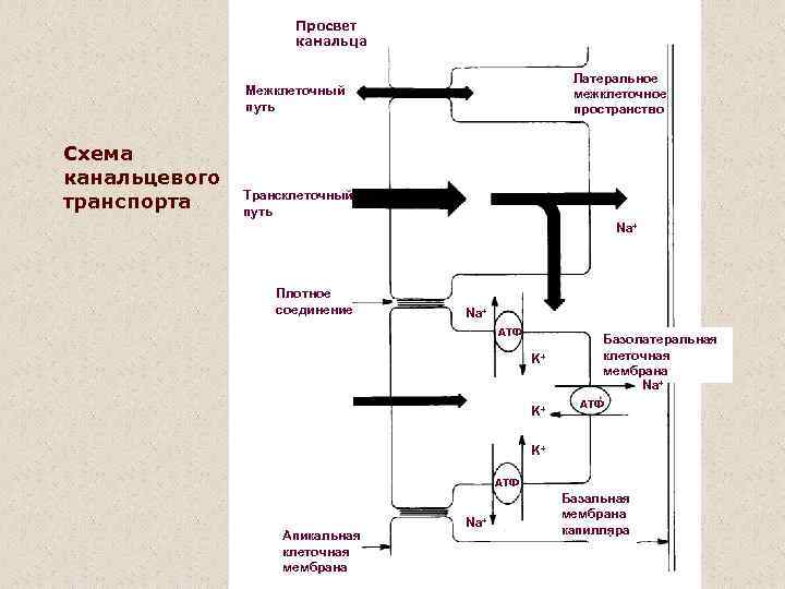 Просвет канальца Латеральное межклеточное пространство Межклеточный путь Схема канальцевого транспорта Трансклеточный путь Na+ Плотное