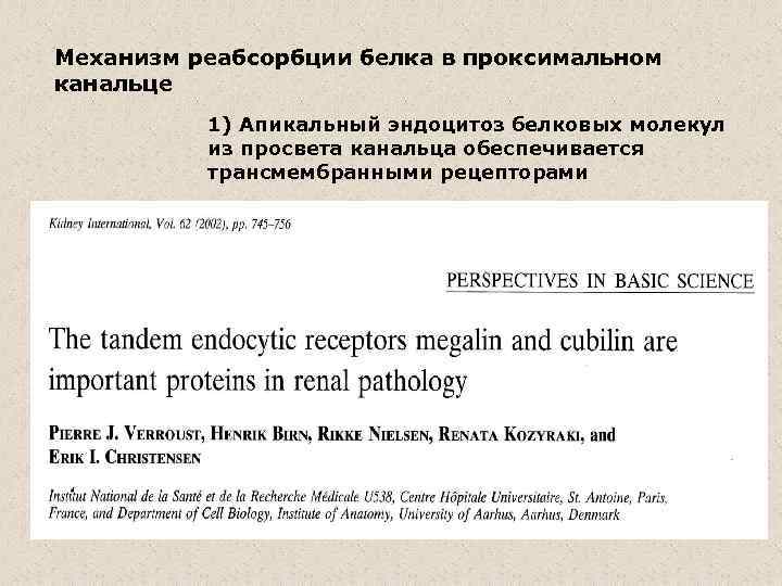 Механизм реабсорбции белка в проксимальном канальце 1) Апикальный эндоцитоз белковых молекул из просвета канальца