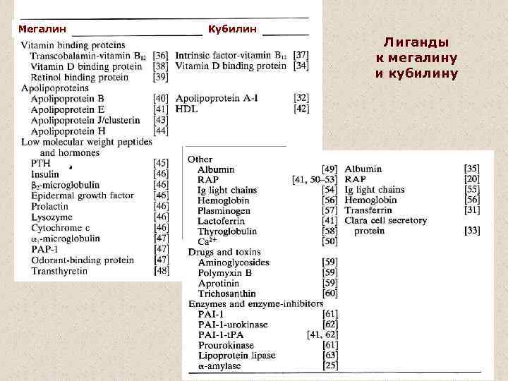 Мегалин Кубилин Лиганды к мегалину и кубилину 
