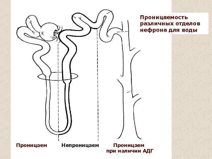Проницаемость различных отделов нефрона для воды Проницаем Непроницаем Проницаем при наличии АДГ 