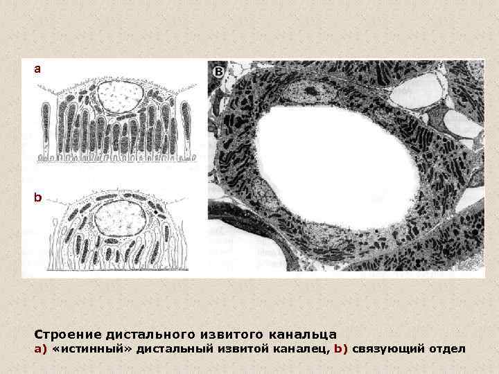 a b Строение дистального извитого канальца a) «истинный» дистальный извитой каналец, b) связующий отдел