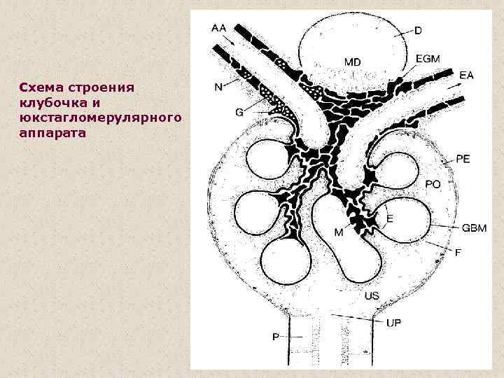 Строение почечного тельца