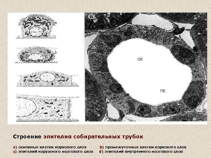 a b ОК c ПК d Строение эпителия собирательных трубок a) основные клетки коркового