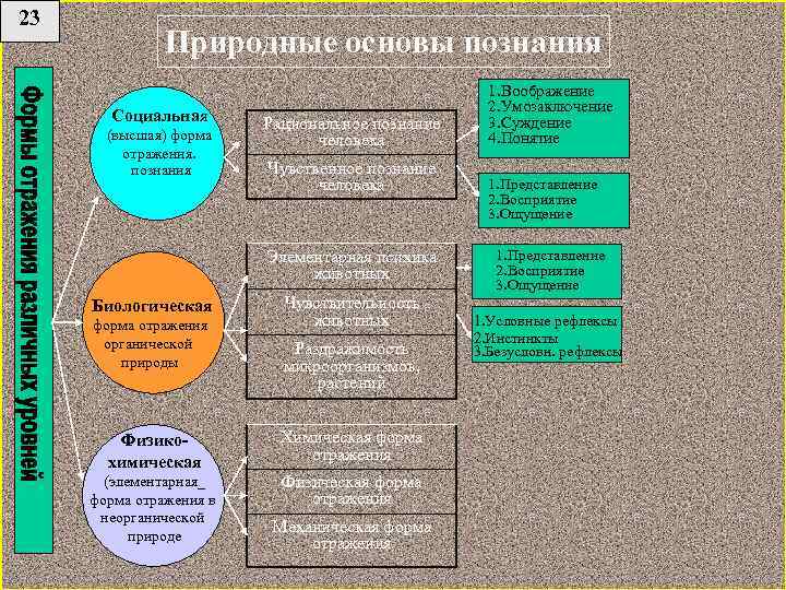 23 Природные основы познания Социальная (высшая) форма отражения. познания Рациональное познание человека Чувственное познание