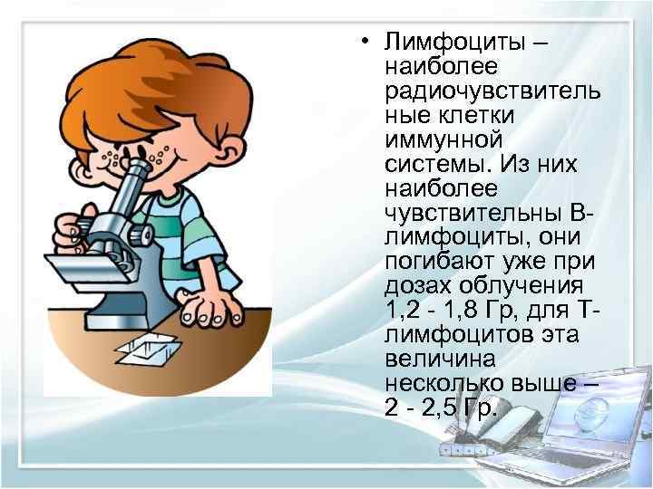  • Лимфоциты – наиболее радиочувствитель ные клетки иммунной системы. Из них наиболее чувствительны