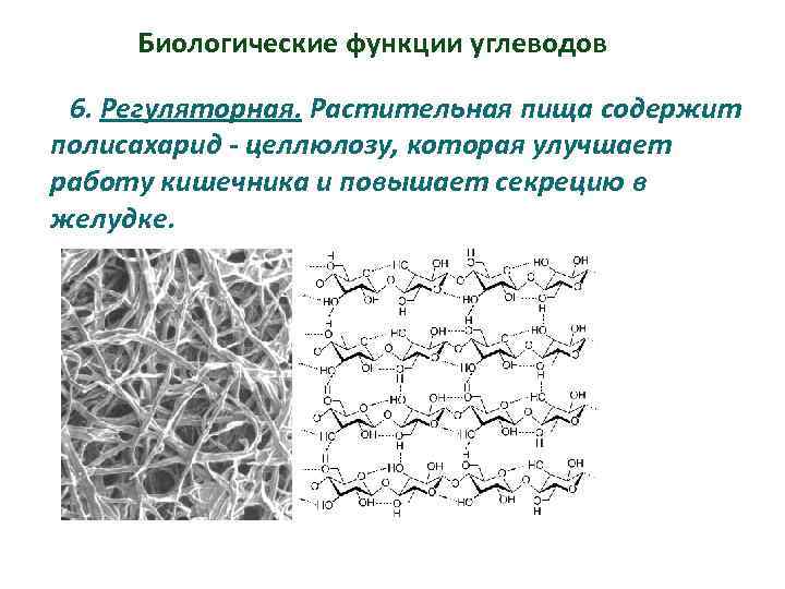 Биологические функции углеводов 6. Регуляторная. Растительная пища содержит полисахарид - целлюлозу, которая улучшает работу