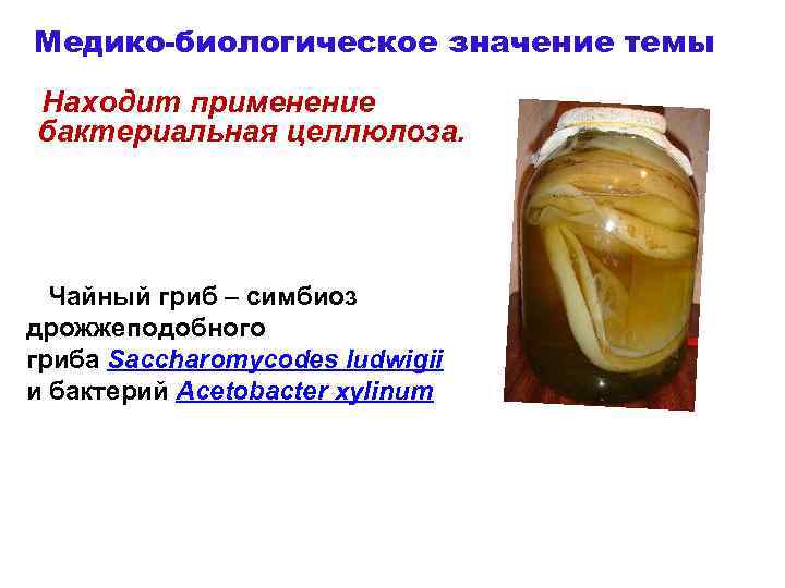 Медико-биологическое значение темы Находит применение бактериальная целлюлоза. Чайный гриб – симбиоз дрожжеподобного гриба Saccharomycodes